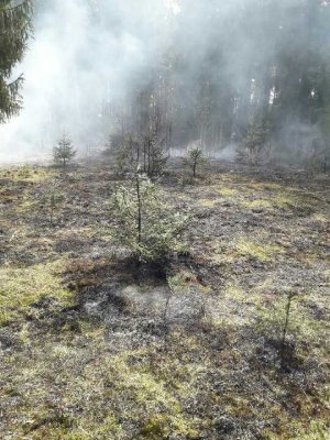 Gaszenie pożaru w lesie 