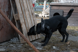 Międzyoddziałowe Warsztaty Kynologiczne Podlaskiego Oddziału Straży Granicznej 