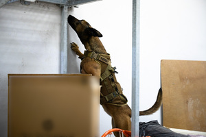 Międzyoddziałowe Warsztaty Kynologiczne Podlaskiego Oddziału Straży Granicznej 