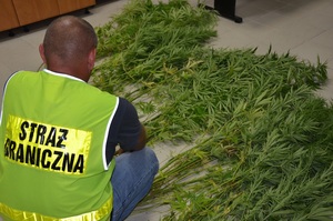 Ujawnione konopie indyjskie