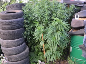 Konopie indyjskie o wysokości 180 cm